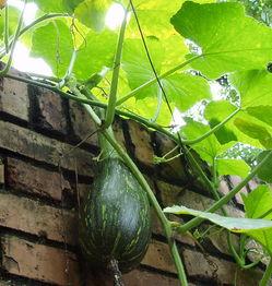 南信院吃瓜,揭秘校园热点背后的故事