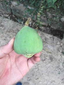 80后吃的长条瓜,那根长条瓜的甜蜜滋味