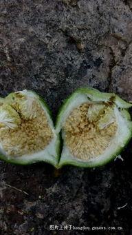 80后吃的长条瓜,那根长条瓜的甜蜜滋味