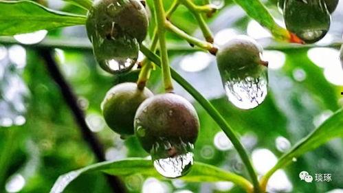 执念吃瓜,揭秘网络舆论背后的心理战