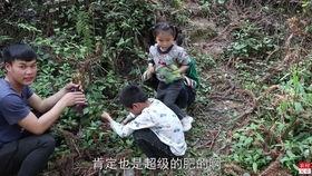 贵州喂猪吃的瓜,喂猪瓜果，绿色生态养殖新风尚