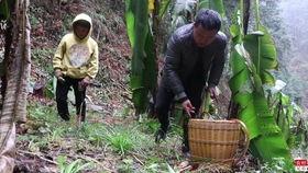 贵州喂猪吃的瓜,喂猪瓜果，绿色生态养殖新风尚