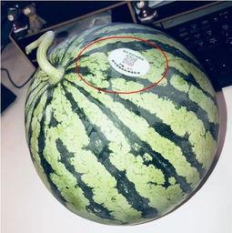 头茬瓜怎么吃 图片,图片解析多种食用方法