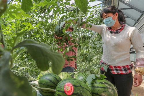 头茬瓜怎么吃 图片,图片解析多种食用方法