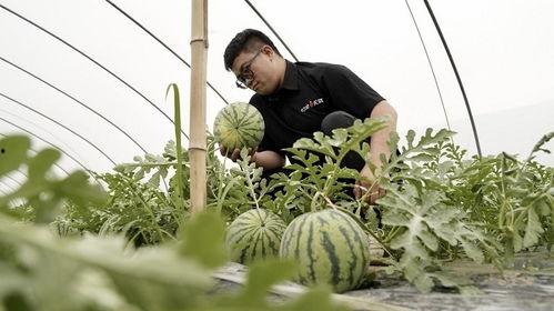 头茬瓜怎么吃 图片,图片解析多种食用方法