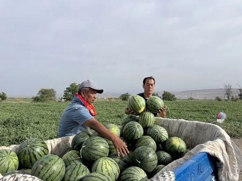 冀州吃瓜,揭秘当地特色美食背后的故事