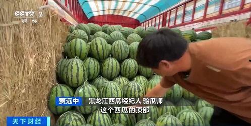 冀州吃瓜,揭秘当地特色美食背后的故事