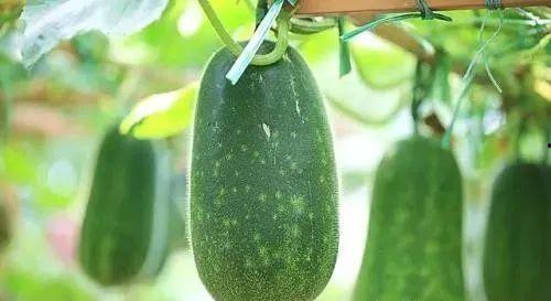 吃瓜眼睛黄,吃瓜群众眼中的黄光世界