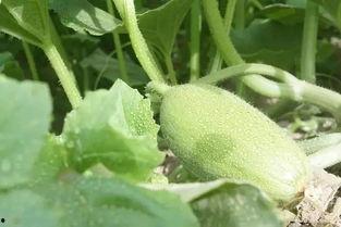 新疆最近的吃瓜,最新“吃瓜”事件盘点