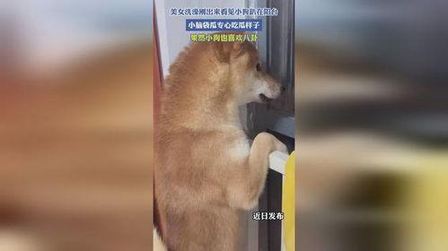 吃瓜潇洒的小趴,小趴带你领略生活百态