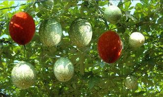 吊瓜根茎怎么吃,探索美味与健康的完美结合