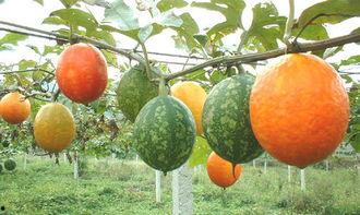 吊瓜根茎怎么吃,探索美味与健康的完美结合