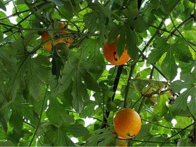 吊瓜根茎怎么吃,探索美味与健康的完美结合