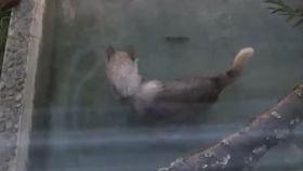 晚安狼狼吃瓜,一场别开生面的吃瓜盛宴