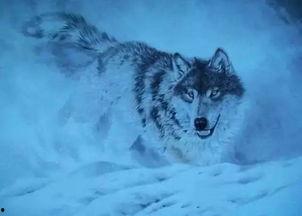 晚安狼狼吃瓜,一场别开生面的吃瓜盛宴