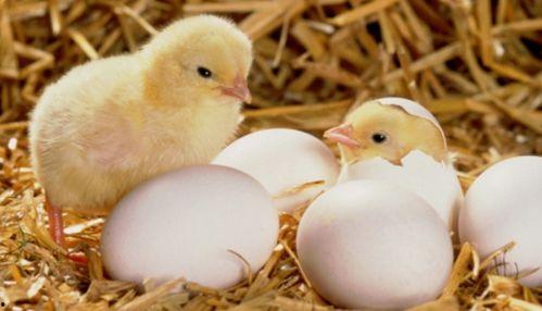 小鸡吃瓜视频教学,寓教于乐的趣味教学新方式