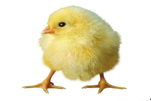 小鸡吃瓜视频教学,寓教于乐的趣味教学新方式