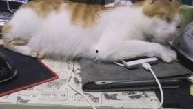 吃瓜风波大揭秘,真相背后的网络舆论风云