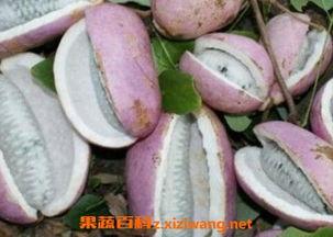 恩施吃瓜事件,一场引发社会热议的食品安全风波