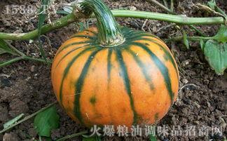 蓝瓜能减肥吃吗,健康减肥新选择