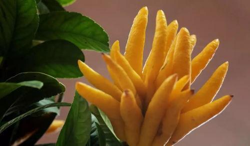 佛手的瓜怎么吃,探索美味与健康的完美结合