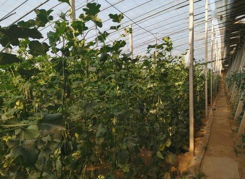 吴桥县吃瓜,瓜果飘香，品味民俗风情