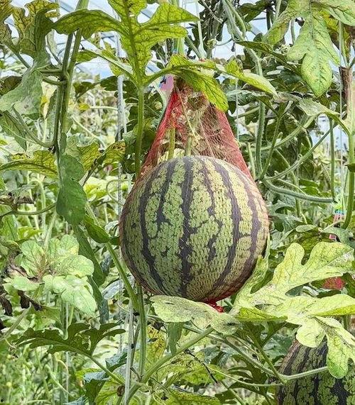 吴桥县吃瓜,瓜果飘香，品味民俗风情