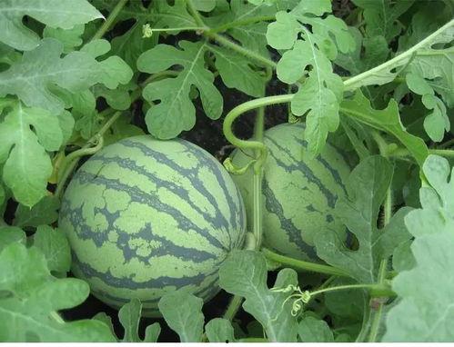 吃瓜谷丰,揭秘瓜果丰收背后的秘密