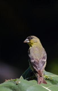 小小鸟吃瓜,小小鸟的瓜田奇遇记