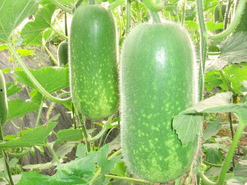 421吃瓜全套腻,揭秘娱乐圈背后的甜蜜与苦涩