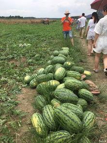 广西吃瓜的,吃瓜也能吃出风情万种