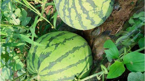 来瓜棚吃瓜管饱