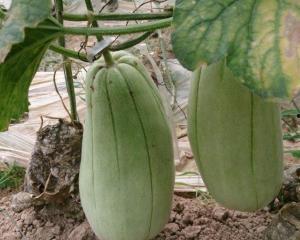 减肥晚上吃脆瓜,脆瓜助你轻松减肥