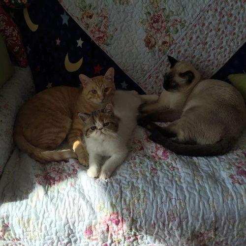 吃瓜心脏不舒服,揭秘心脏不适背后的真相