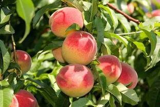 桃子君吃瓜君,揭秘娱乐圈的甜蜜瓜田