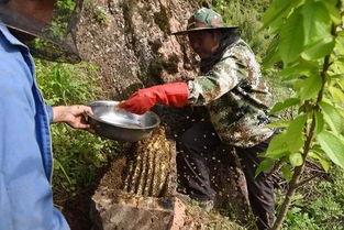 徽县吃瓜事件视频,一场网络热议的乡村奇观揭秘