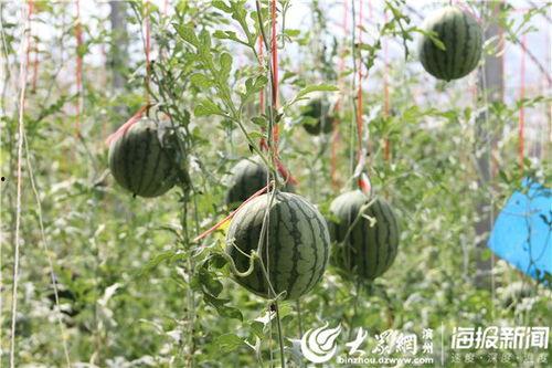 徽县吃瓜事件视频,一场网络热议的乡村奇观揭秘