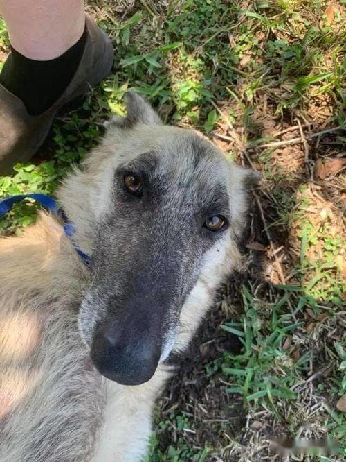 狗狗叼饭盆吃瓜