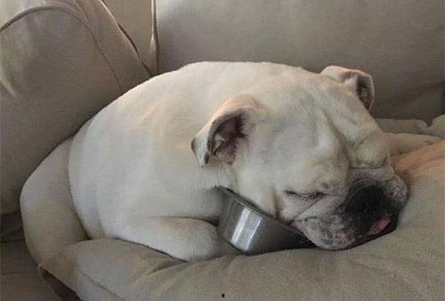 狗狗叼饭盆吃瓜