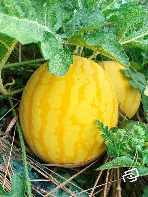 黄金吃瓜,吃瓜群众狂欢记