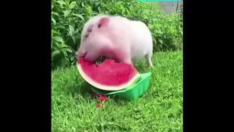 吃瓜的猪猪特效,欢乐无限特效大揭秘