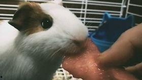 吃瓜的猪猪特效,欢乐无限特效大揭秘