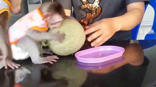 丑猴子吃哈密瓜,一段奇妙的味蕾之旅