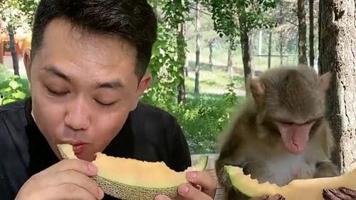丑猴子吃哈密瓜,一段奇妙的味蕾之旅