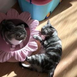 吃瓜喵图片,揭秘娱乐圈的“瓜田”趣事