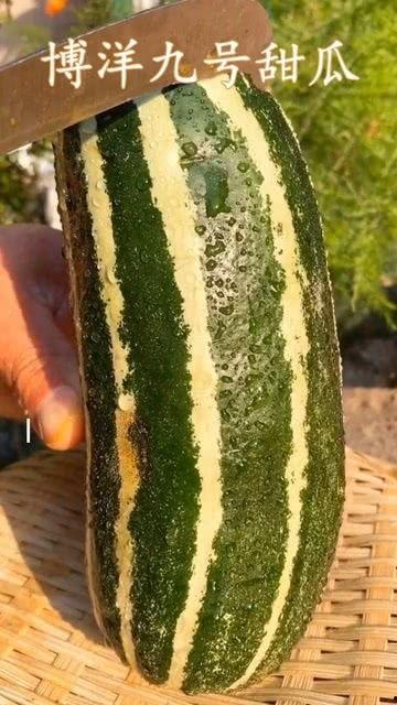 做梦瓜熟了在吃瓜,一场奇幻的吃瓜之旅