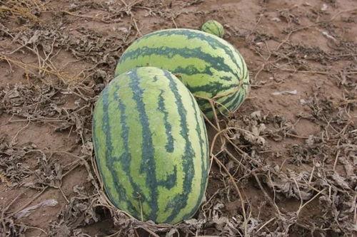 做梦瓜熟了在吃瓜,一场奇幻的吃瓜之旅