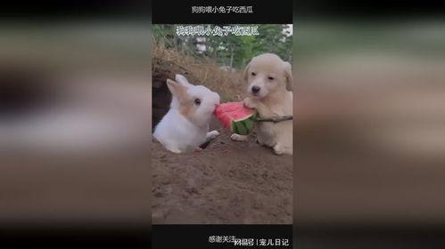 晴小兔吃瓜视频,揭秘娱乐圈幕后故事