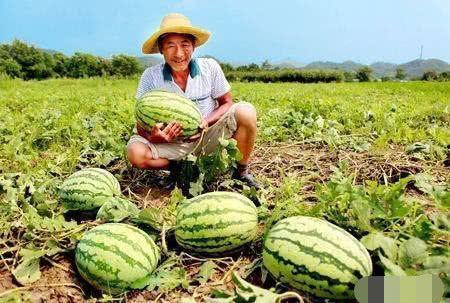 路边吃瓜磕cp,一场别开生面的CP养成记