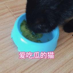大型猫咪吃瓜视频播放,萌态百出，笑料连连！